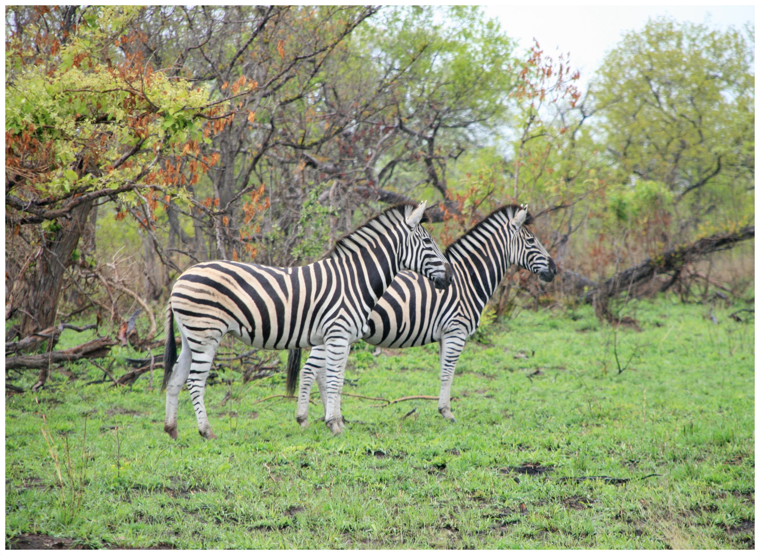 Zebras im Krüger Nationalpark in Südafrika 2009.