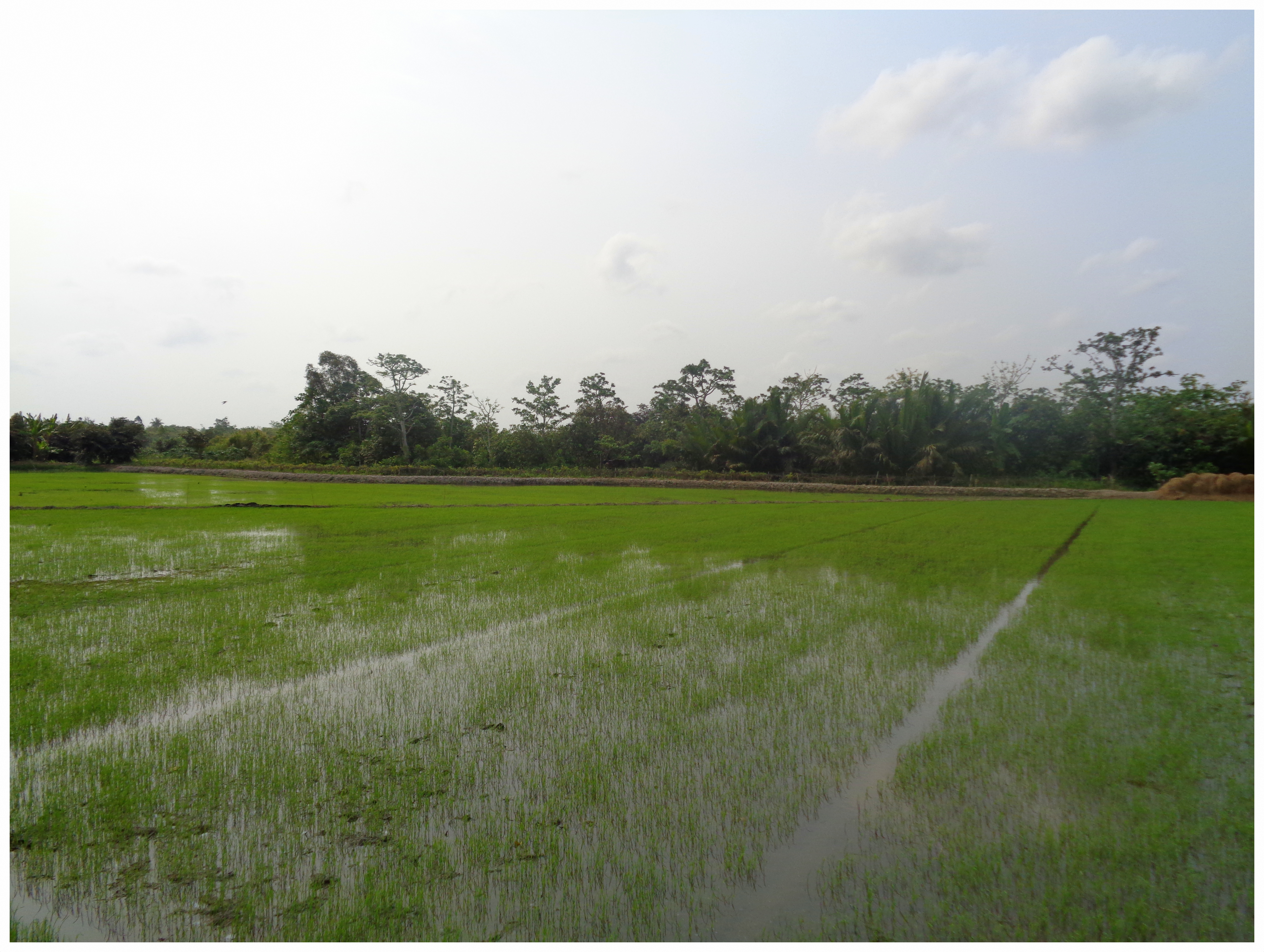 Ein Reisfeld im Mekong-Delta in Vietnam, 2016.