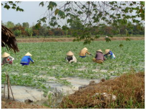 Arbeiter mit Dreieckshut ernten ein Feld in Vietnam, 2016.