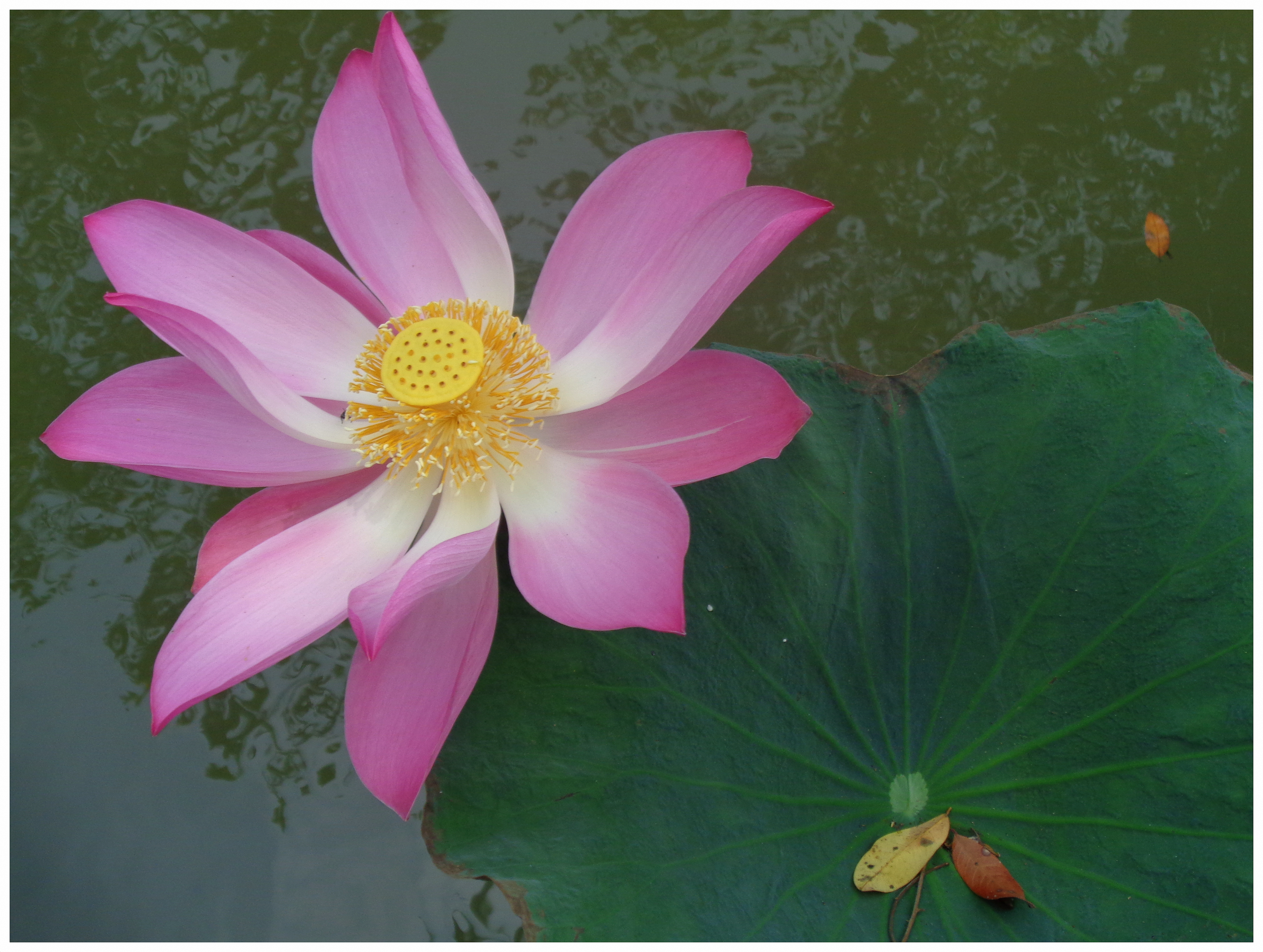 Eine echte Lotusblume im Mekong-Delta in Vietnam, 2016.