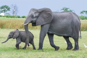 Elefanten in Südafrika. Bildquelle: Pixabay