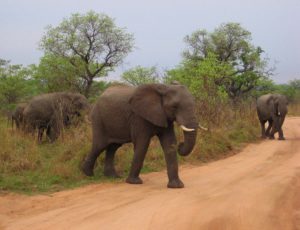 Eine Elefantenherde im Kruger Nationalpark Südafrika, 2009.