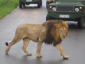 Ein Löwe im Kruger Nationalpark Südafrika, 2009.