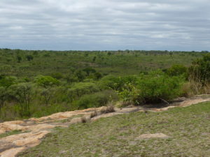 Die unendliche Weite des Grasslands im Kruger Nationalpark Südafrika, 2009.