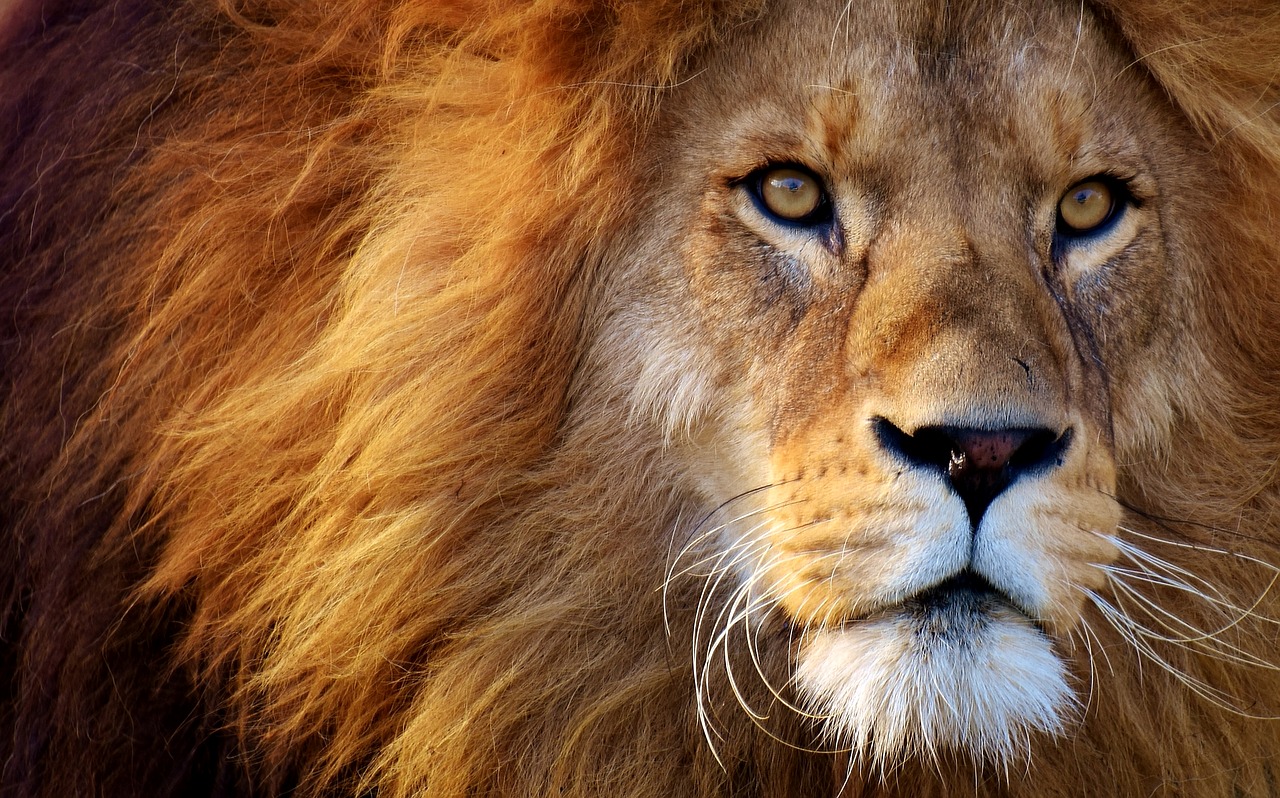 Nahaufnahme eines Löwen. Quelle: Pixabay