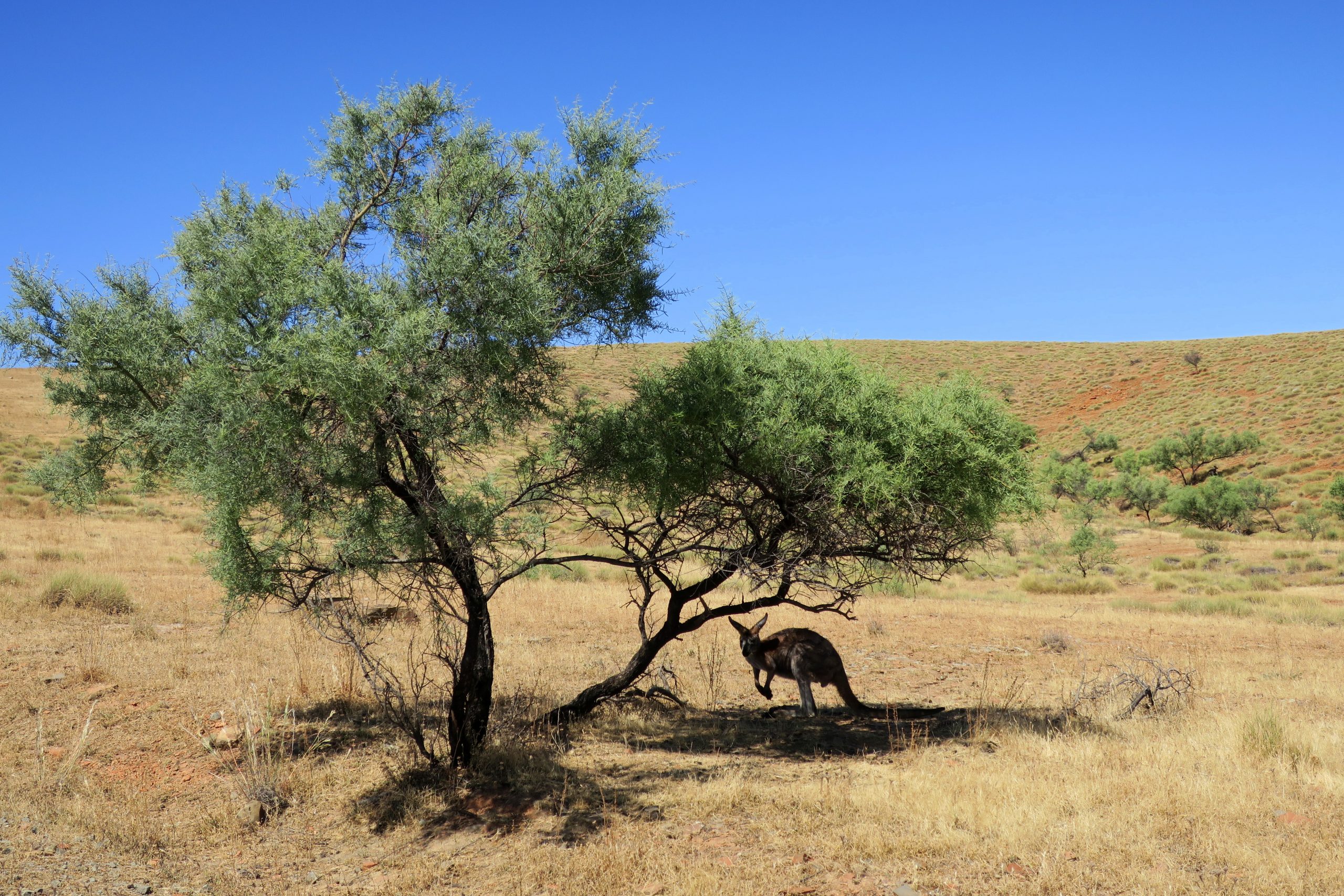 Kängurus unter einem Baum im südaustralischen Outback (2016).